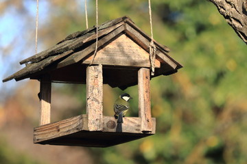 A hungry bird great tit (Parus major) sits on wooden feeder and Sun shines.