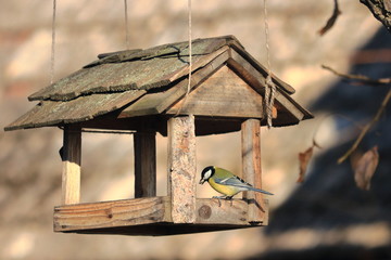 A hungry bird (Parus major) sits on wooden shingles feeder in a sunny day.