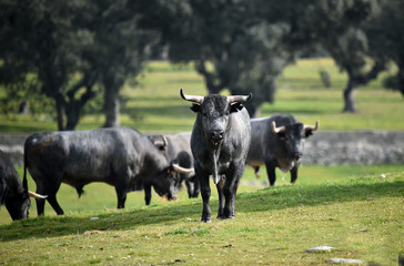 toro en el campo