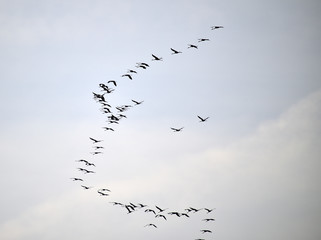 birds in the sky
