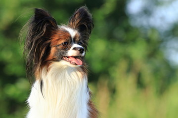 A small (little) furry (hairy) cute dog sits on green grass in the garden or park and looks at right side, where the copy (empty) space for text is.