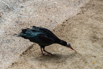 northern bald ibis