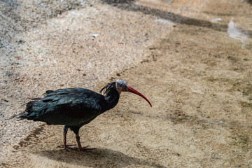 northern bald ibis