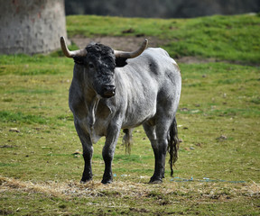 toro en el campo