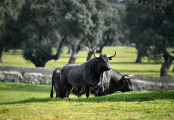 toro en el campo