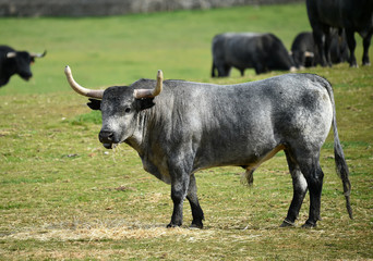 toro en el campo
