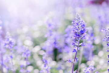 lavender flower in garden,