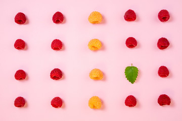 Pattern of raspberry on pink background. Flat lay summer berries red and yellow raspberries. Top view