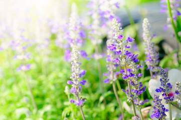 lavender flower in garden,