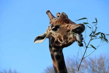 Girafe