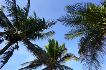 Fototapeta premium 1