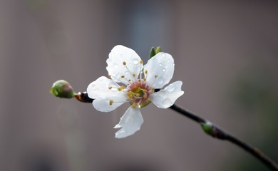 Flowering almond trees.Almond flower on the branch after the rain. İcmeler. Turkey