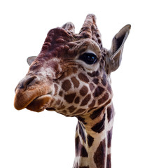  giraffe isolate on white background with clipping path