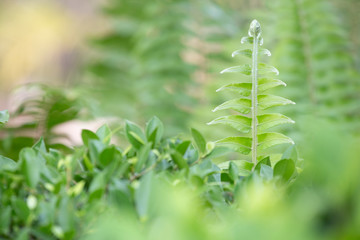 Beautyful green ferns leaves with blurred background. Fern growing in  garden.