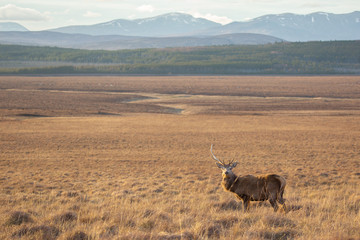 Highland Deer