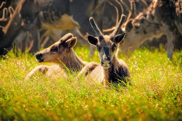 Two young reindeer in the grass against the background of the herd. Summer tundra in the Extreme...