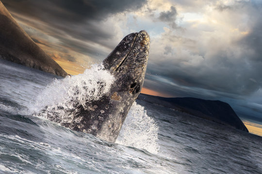 Gray whale jumps out of the water. Dramatic sky on the background. Senyavin Strait near the Yttygran Island, Bering Sea. Chukotka, Far East of Russia. Wildlife of the Arctic. Extreme North.