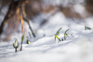 first snowdrops rise from snow in sunny day