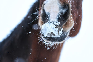 Nose of a bay horse covered in snow