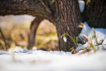 first snowdrop in snow in forest in spring day
