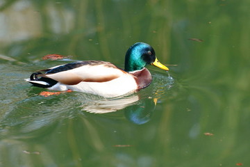 Duck male in water