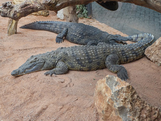 Obraz premium Crocodiles resting during sunny day