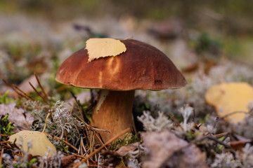 mushroom in forest