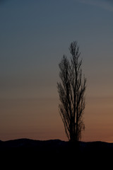 Fototapeta premium 夕暮れの空とポプラ