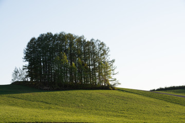 初夏の丘と松林　美瑛町