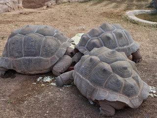 Tortoise eating