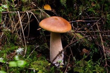 mushroom in forest