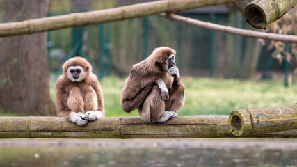 Nachdenkliche Gibbon Affen