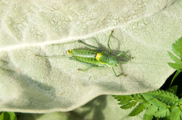 Close up of Great Green Bush-cricket (Tettigonia viridissima) insect