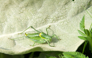 Close up of Great Green Bush-cricket (Tettigonia viridissima) insect