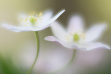 Two white wood anemones wild flowers