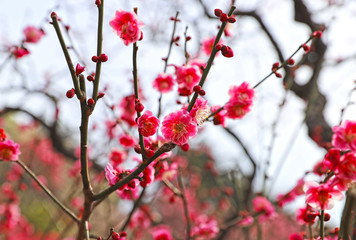 【日本の春】八重梅の花（紅梅）