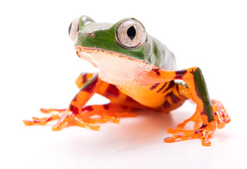 Tiger leg monkey tree frog, Phyllomadusa tomopterna. Tropical treefrog from Amazon rain forest and an endangered animal. Isolated on white background. .