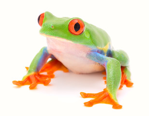 Red eyed monkey tree frog, a tropical animal from the rain forest in Costa Rica isolated on white background. This amphibian is an endangered species and needs nature conservation..