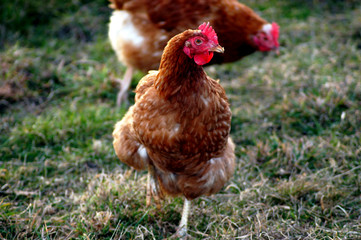 Bauernhof Glückliche Hühner auf der Weide
