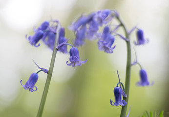 blue bell wildflower with soft focus and nice bokeh. Bluebells are early wild spring flowers blooming in beech forests.
