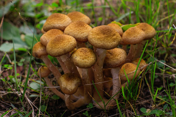 mushrooms in the forest