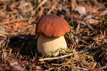 mushroom in the forest