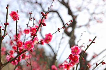 Fototapeta na wymiar 【日本の春】八重梅の花（紅梅）