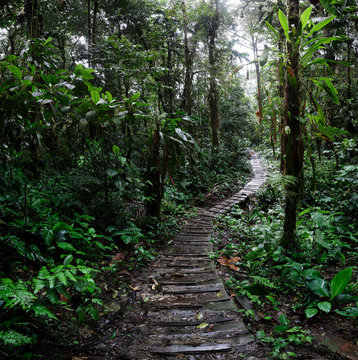 jungle trail winding trough the Amazon rain forest of Colombia. A path of adventure and exploration trough the tropical jungle