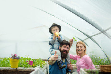 mother father and kid. mother father and kid in greenhouse. orangery working with mother father and kid. mother father and kid planting together. enjoying their work with plants.