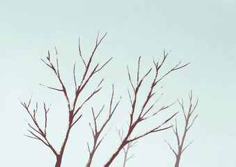 branches and trees