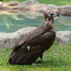 Scavenging vulture - close up