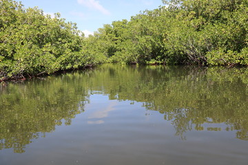 Mangrove 