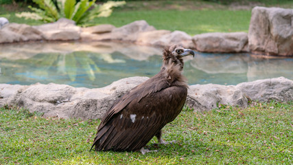 Scavenging vulture - close up