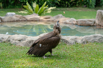 Scavenging vulture - close up